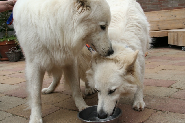 Fotos/NestWillow 2010/nest2010/Dekking/IMG_0037[1].JPG